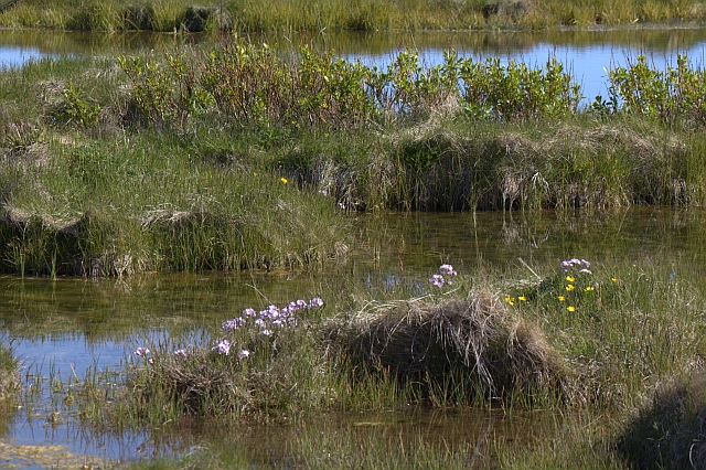 2011-06-30_11-06-24 island.jpg - Biotop im kalten Island